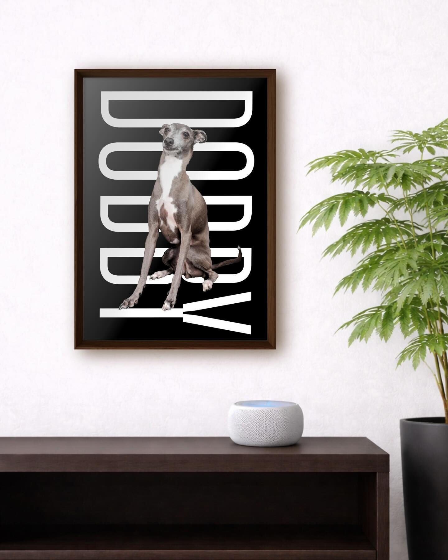 ❤︎Dobbyちゃん｜イタリアングレーハウンド❤︎